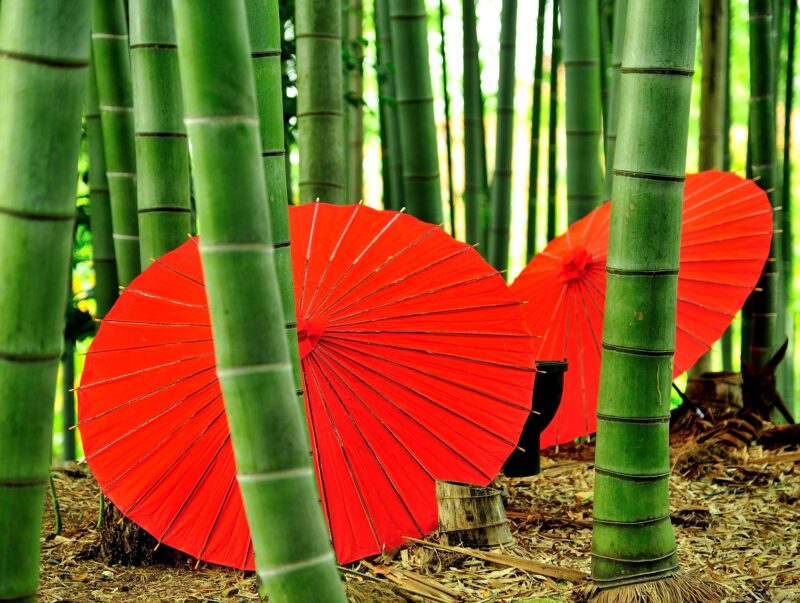kyoto-bamboo_explorevan2