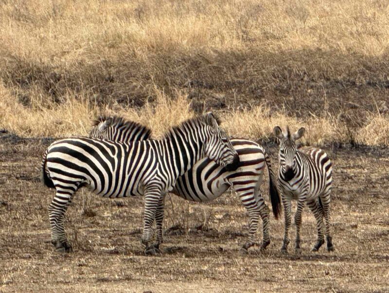 explorevan_safari_tanzania_august_2025