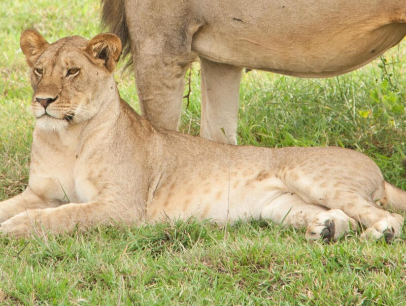 lions_safari_explorevan_tanzania