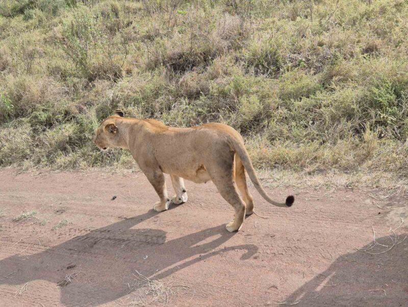 safari_tanzania_explorevan