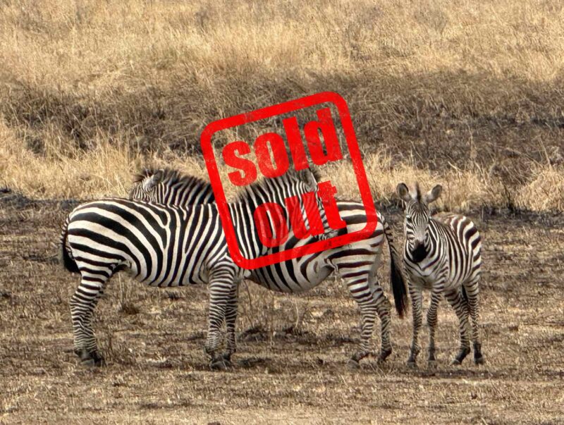 explorevan_safari_tanzania_august_2025_2