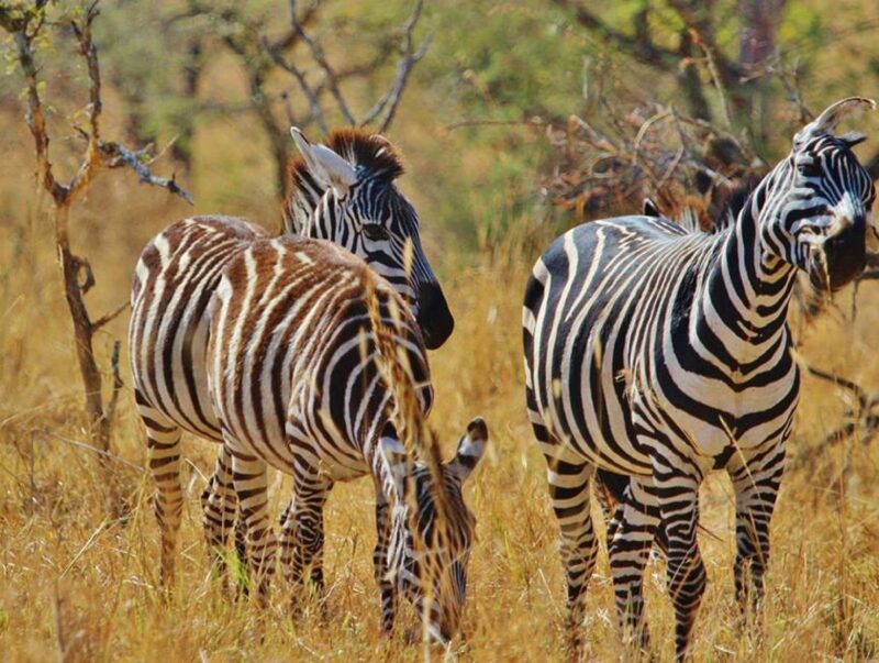 zebra-safari_tanzania_explorevan