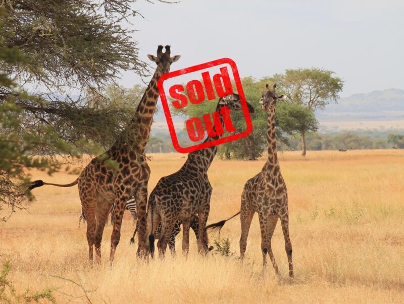 tanzania_safari_zanzibar_explorevan_soldout